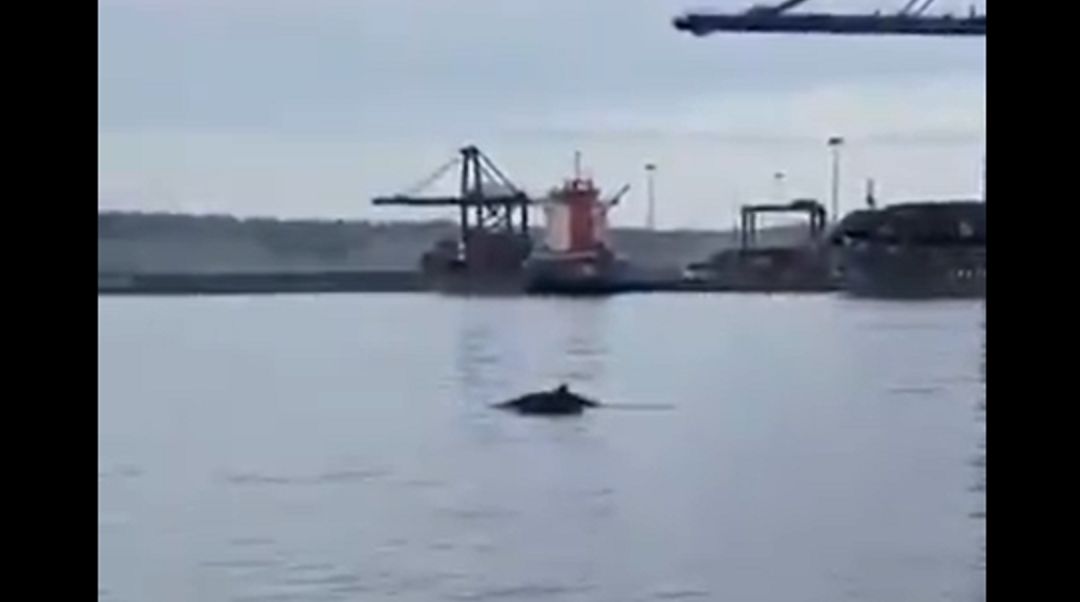 Una ballena se acerca al puerto de Santurtzi (Bizkaia). Una ballena se acerca al puerto de Santurtzi (Bizkaia).