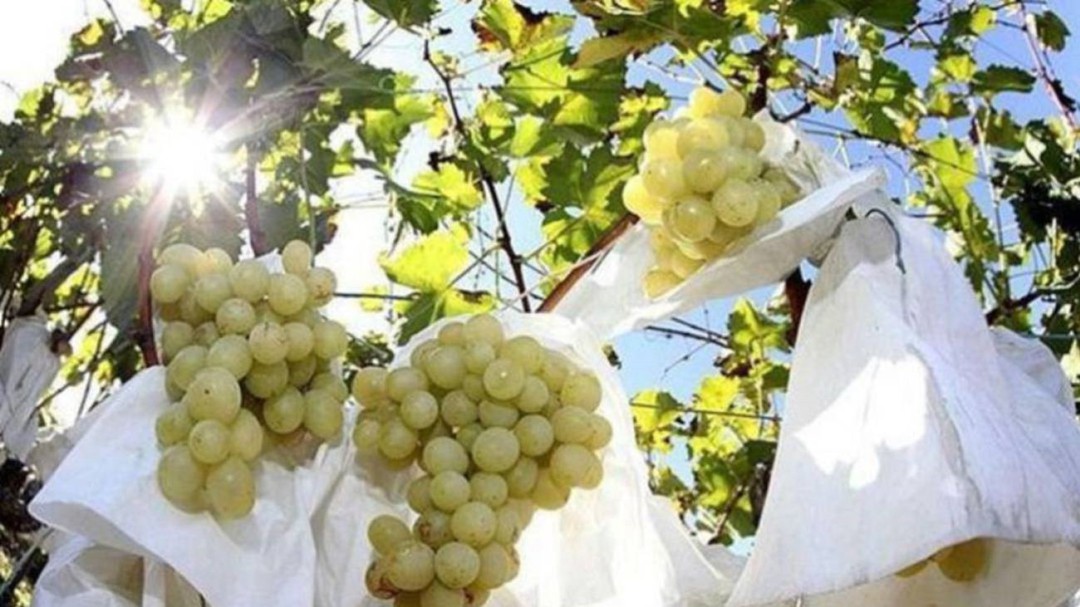 Los agricultores de uva de mesa esperan poder suplir las necesidades de mano de obra en el sector