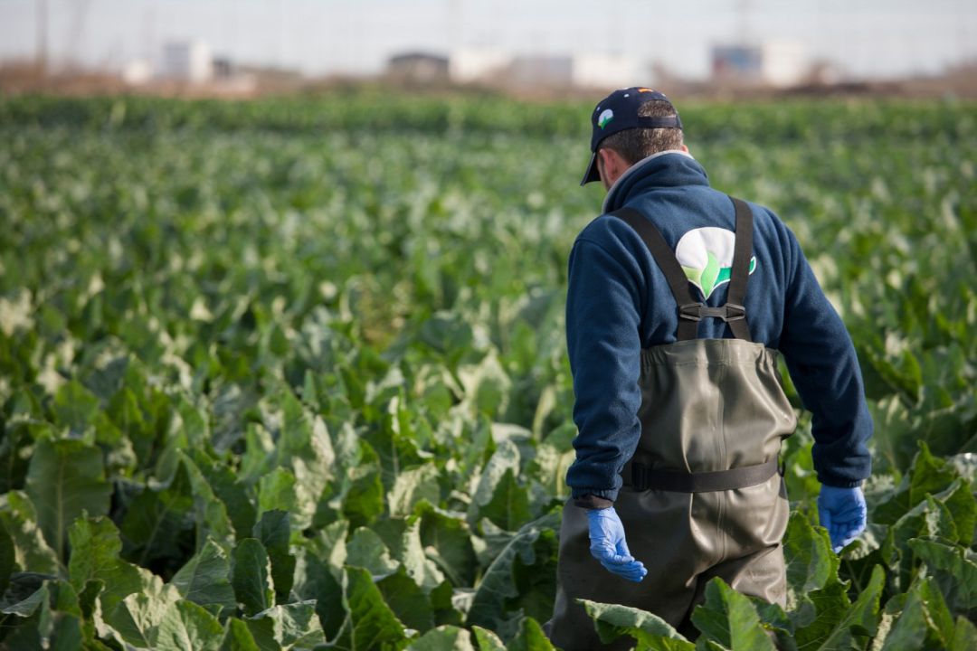 Trabajado de Jimbo Fresh en una plantación del campo de Cartagena. Trabajado de Jimbo Fresh en una plantación del campo de Cartagena.