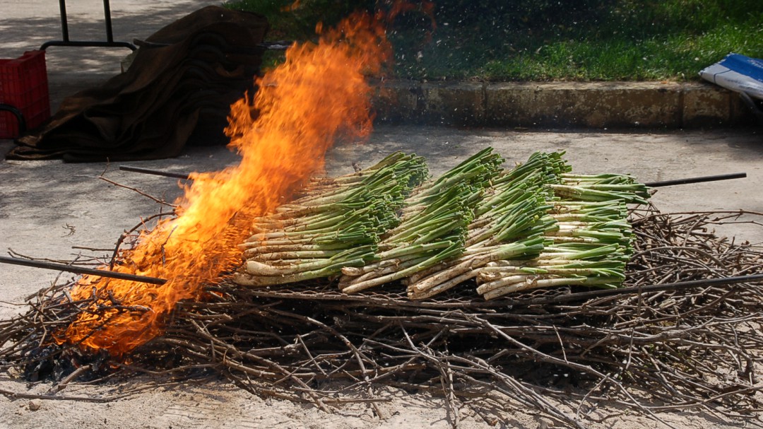 El calçot fill d'una ceba blanca i d'una varietat tardana