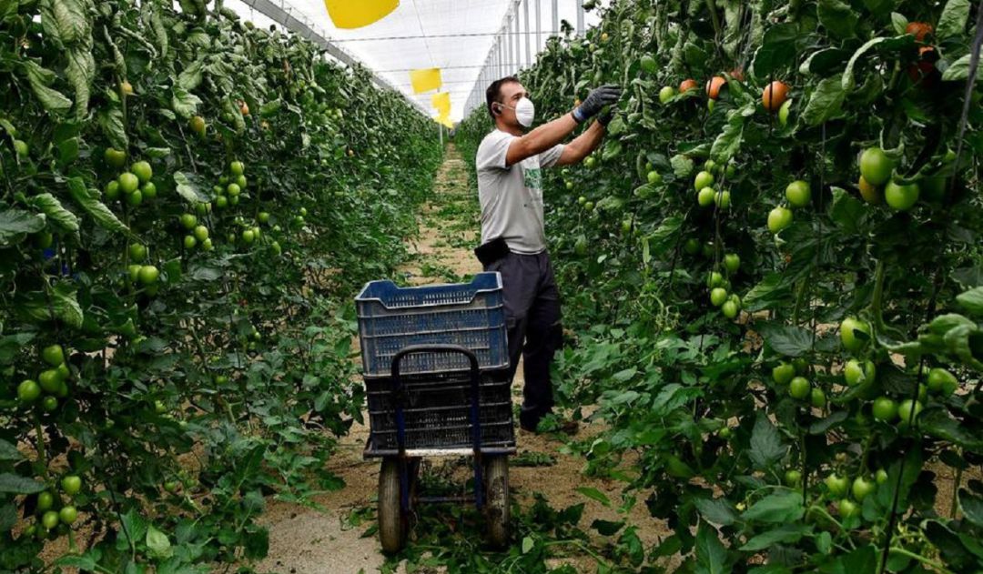 Trabajador agrícola Trabajador agrícola