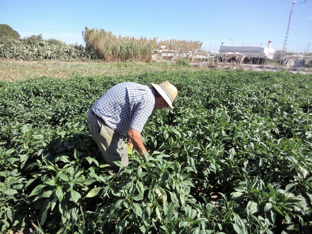 Juan Picón, en su huerta Juan Picón, en su huerta