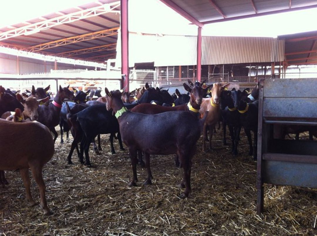 Ovino y caprino son las cabañas ganaderas más perjudicadas por el coronavirus Ovino y caprino son las cabañas ganaderas más perjudicadas por el coronavirus