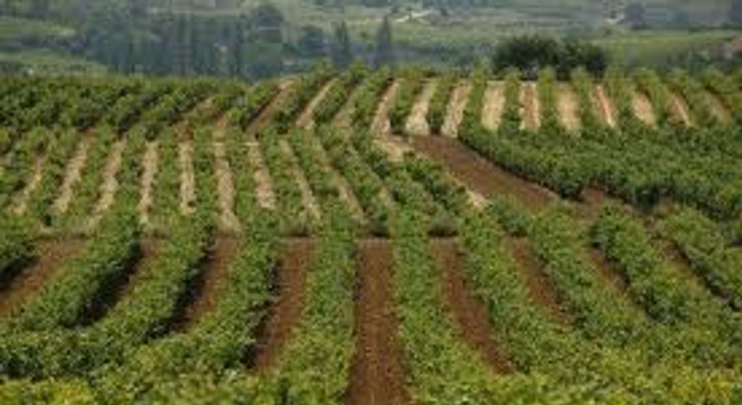 Rioja Alavesa Rioja Alavesa