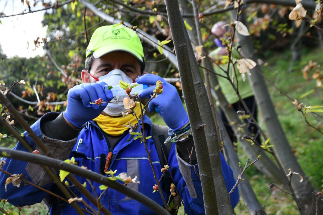 Momento de la primera suelta del depredador biológico en el Valle del Geneal Momento de la primera suelta del depredador biológico en el Valle del Geneal