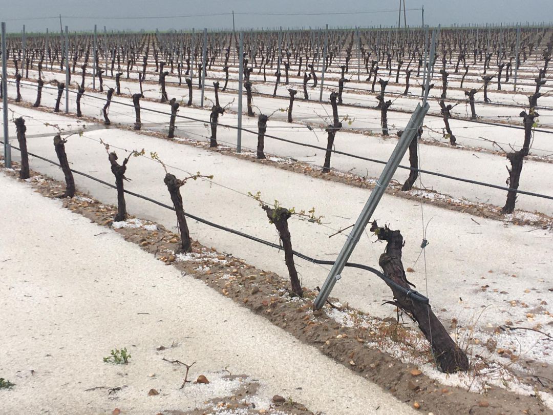 Estado en el que quedaron los viñedos de Bobadilla del Campo tras la granizada del sábado Estado en el que quedaron los viñedos de Bobadilla del Campo tras la granizada del sábado