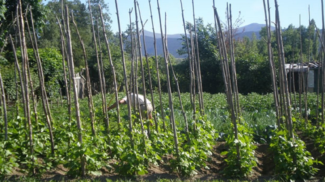La cosecha de judiones corre peligro si los cultivadores no pueden acudir a sus huertos
