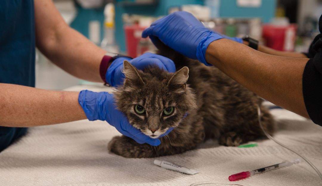 Las autoridades han confirmado el positivo en dos gatos. Las autoridades han confirmado el positivo en dos gatos.