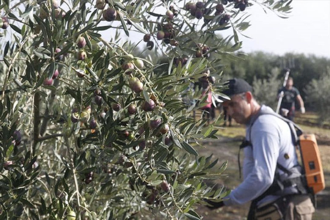Un trabajador agrario durante la campaña de recogida de aceituna Un trabajador agrario durante la campaña de recogida de aceituna