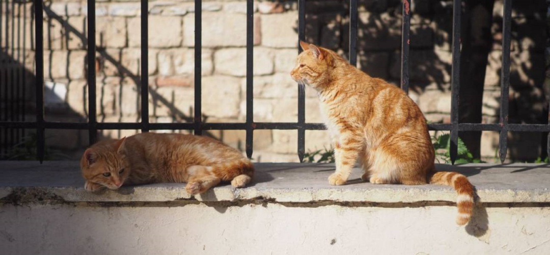 Se ha dado un nuevo caso de maltrato animal en Calvià, donde un gato ha muerto después de que un disparo le perforara órganos internos. Se ha dado un nuevo caso de maltrato animal en Calvià, donde un gato ha muerto después de que un disparo le perforara órganos internos.