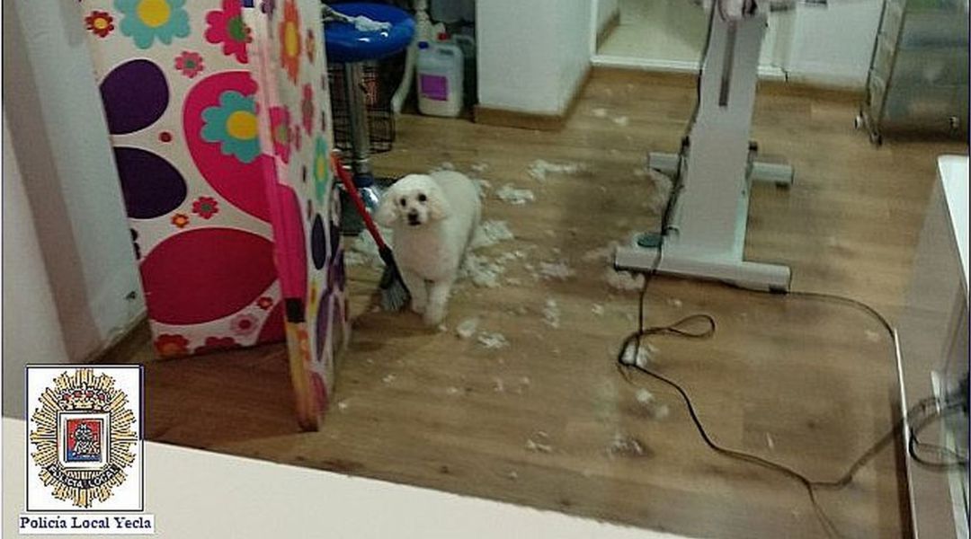 Peluquería canina que seguía prestando sus servicios a puerta cerrada Peluquería canina que seguía prestando sus servicios a puerta cerrada