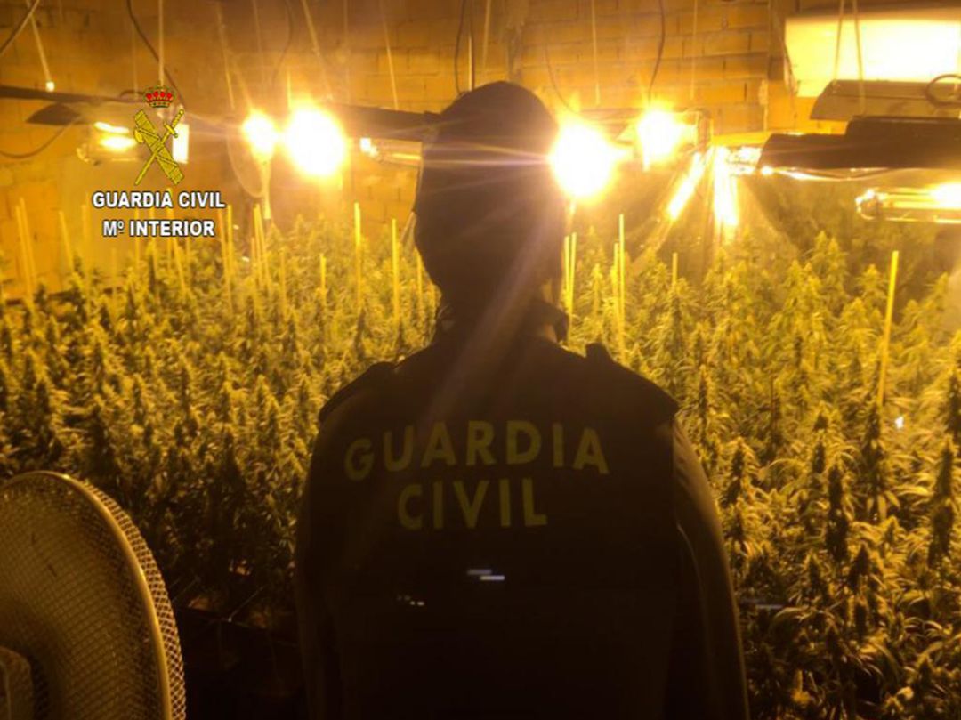Las 500 plantas de Cannabis Sativa intervenidas en Pasarón de la Vera Las 500 plantas de Cannabis Sativa intervenidas en Pasarón de la Vera