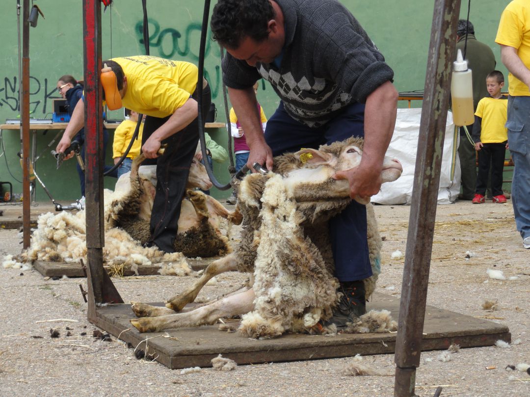 Los esquiladores de Riaza hacen una demostración durante la celebración de la Fiesta del Esquileo en la localidad Los esquiladores de Riaza hacen una demostración durante la celebración de la Fiesta del Esquileo en la localidad