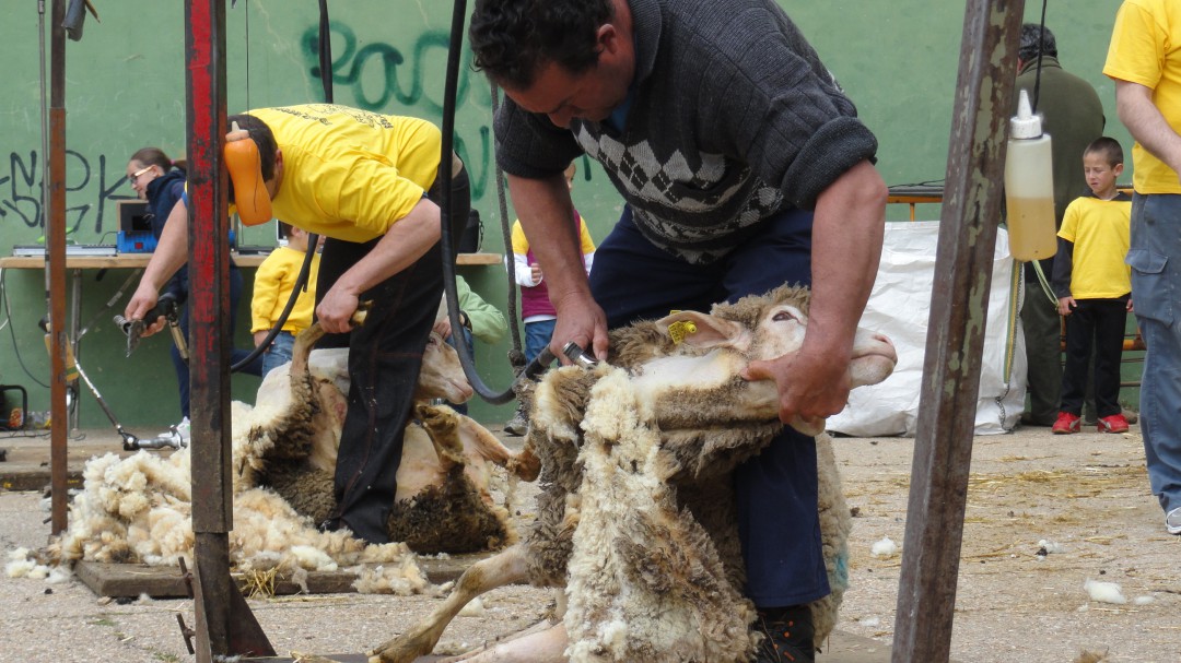 Los hermanos Tejada de Riaza notan un aumento de trabajo ante la falta de esquiladores