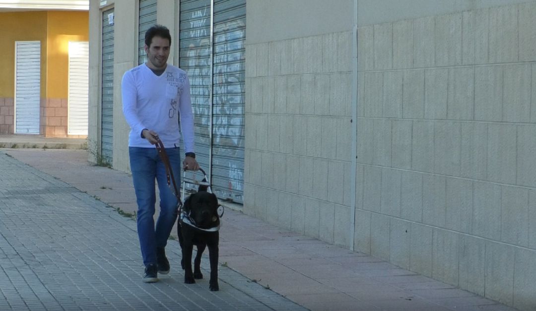 Perro guía Perro guía