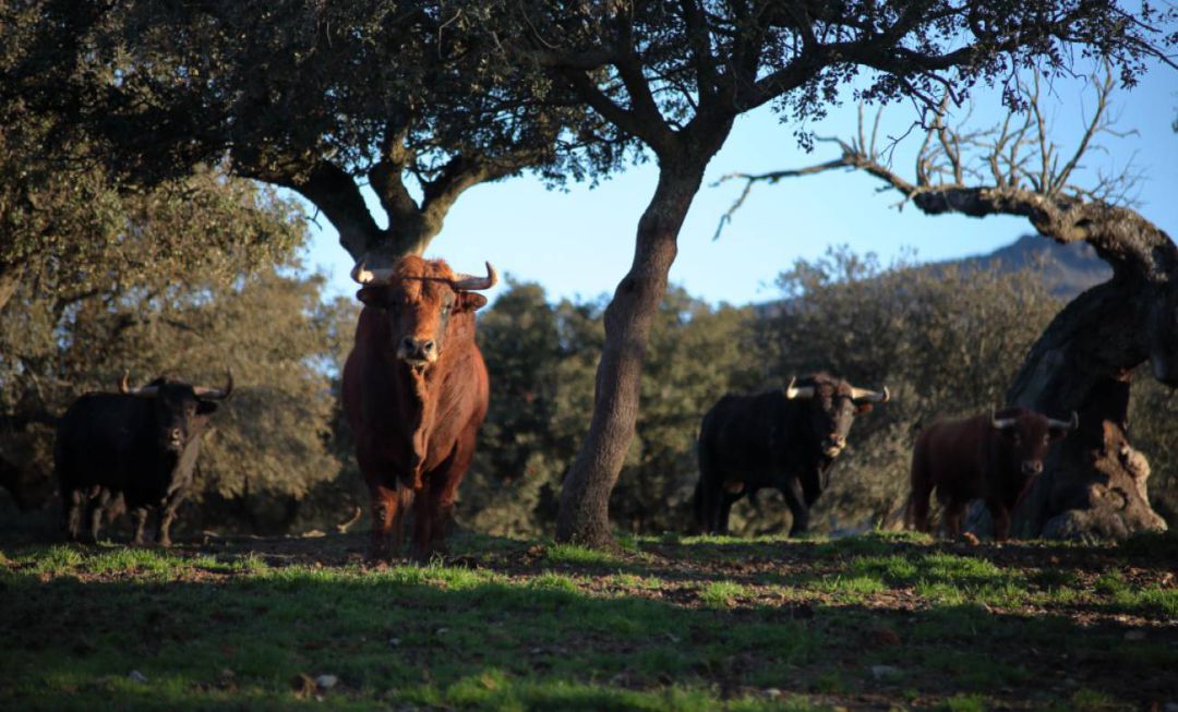 Imagen de toros de lidia en la ganadería, ubicada en el Puerto de la Calderilla, en Salamanca Imagen de toros de lidia en la ganadería, ubicada en el Puerto de la Calderilla, en Salamanca