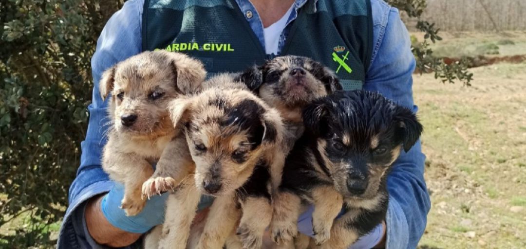 Los cachorros localizados fueron entregados a la protectora de animales Los cachorros localizados fueron entregados a la protectora de animales