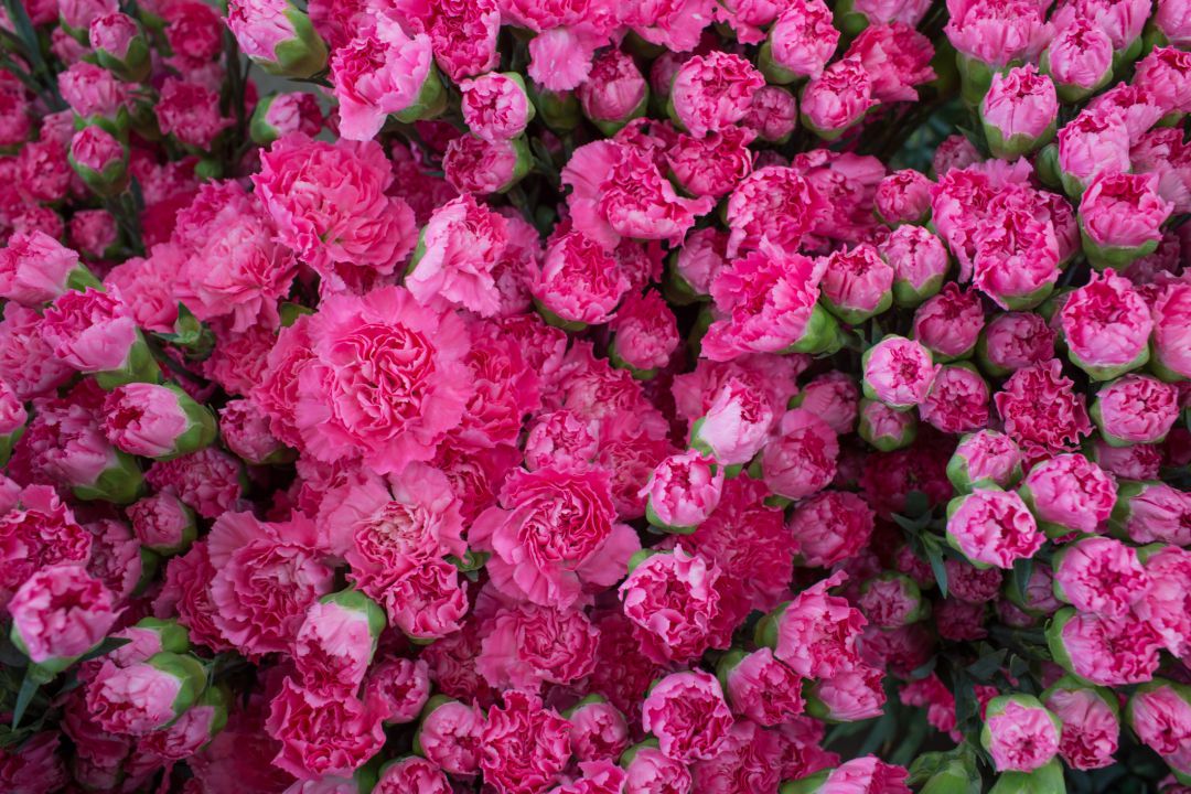 La floricultura es la actividad del sector primario que más ha sufrido las consecuencias del coronavirus La floricultura es la actividad del sector primario que más ha sufrido las consecuencias del coronavirus