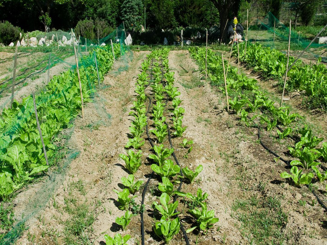 Imagen de un huerto Imagen de un huerto
