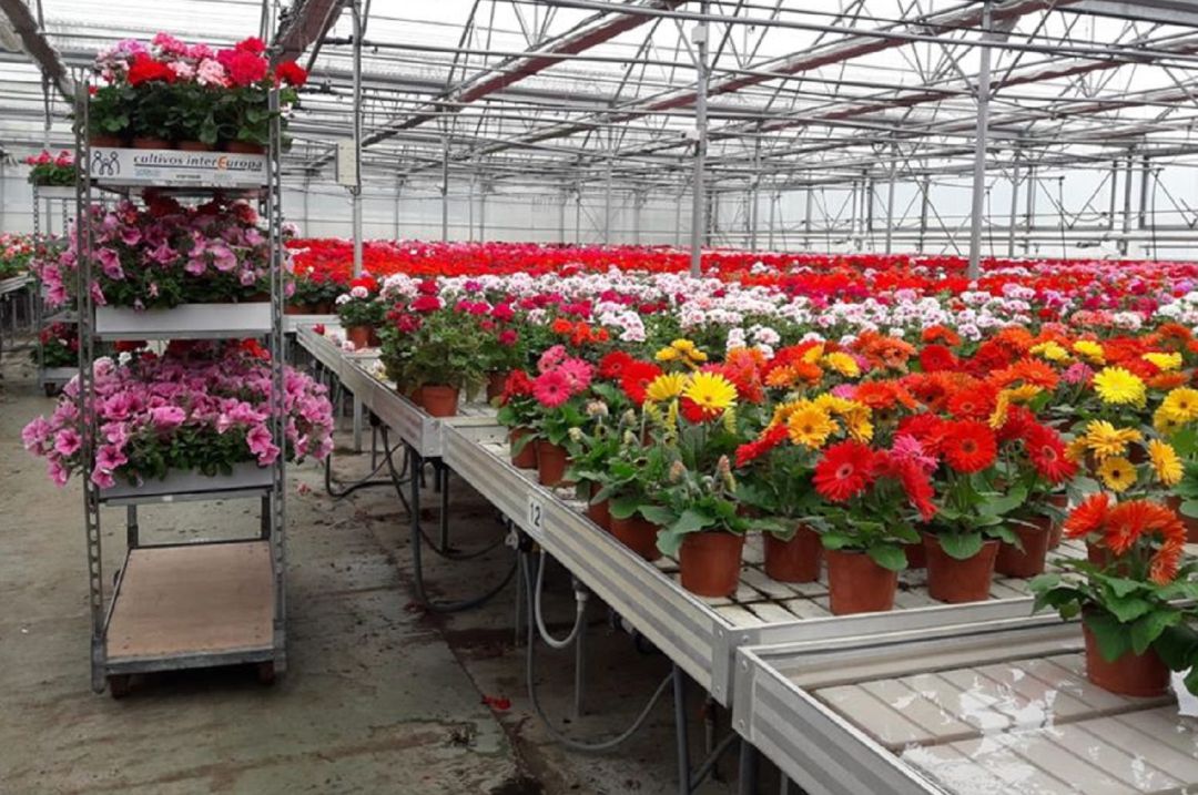 Plantas donadas por la Fundación Personas Plantas donadas por la Fundación Personas