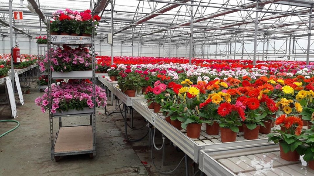 Este sábado, reparto de plantas en el Mercado de Abastos