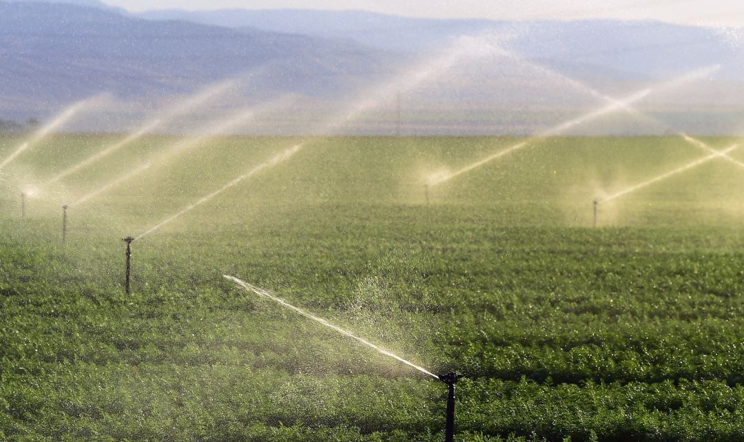 Una plantación regada con aspersores. Una plantación regada con aspersores.