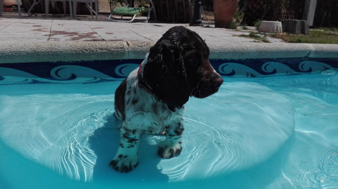 Mascota Mascota