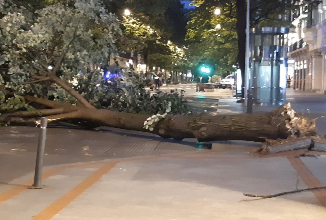El árbol derribado por el viento en la Gran Vía El árbol derribado por el viento en la Gran Vía