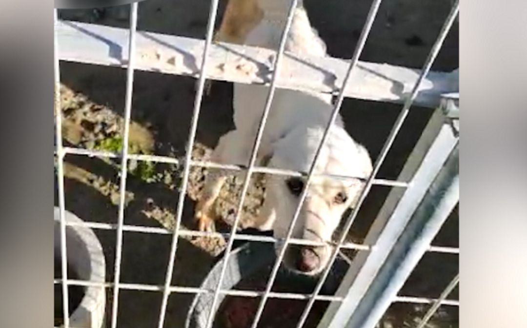 Imagen de uno de los perros que ha sobrevivido Imagen de uno de los perros que ha sobrevivido