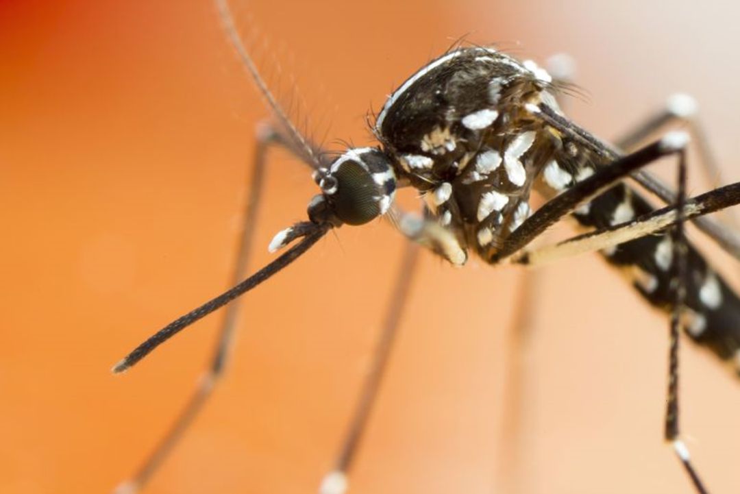 Mosquitos Mosquitos