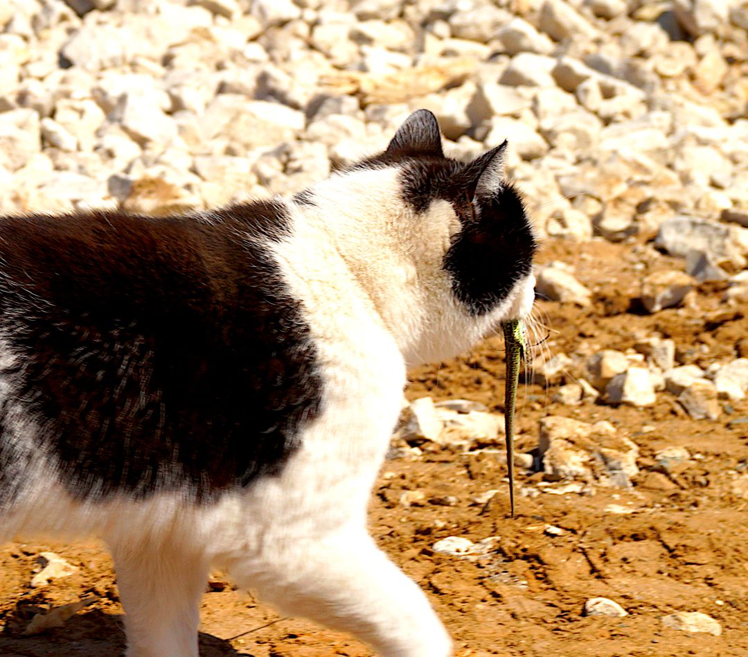Gatos asilvestrados Gatos asilvestrados