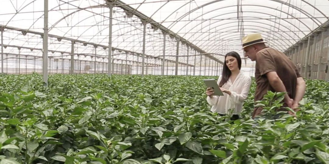 Agricultura e industria, sectores que lideran la actividad empresarial durante el confinamiento Agricultura e industria, sectores que lideran la actividad empresarial durante el confinamiento