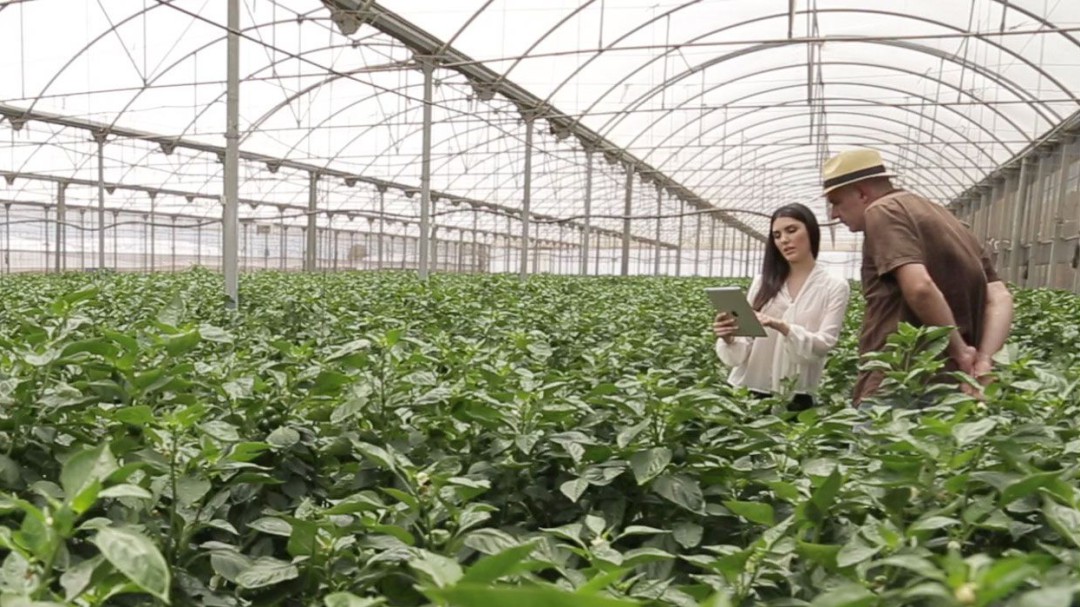 Agricultura e industria, sectores que lideran la actividad empresarial durante el confinamiento