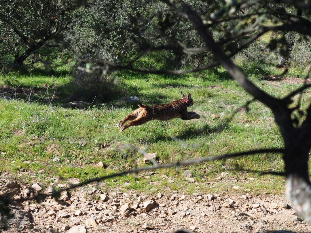 Lince Ibérico tras ser liberado Lince Ibérico tras ser liberado