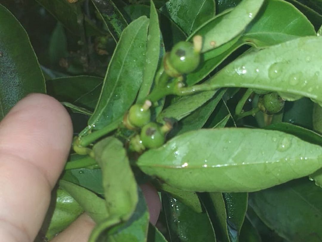 Planta afectada por una granizada Planta afectada por una granizada