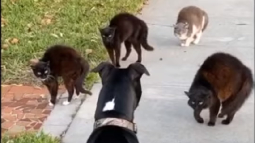 La inesperada reacción de un perro al encontrarse con esta pandilla de gatos furiosos