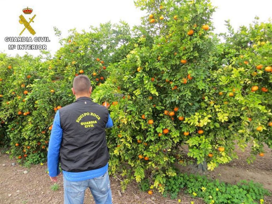 Equipo Roca de la Guardia Civil que vigila los campos de cultivo Equipo Roca de la Guardia Civil que vigila los campos de cultivo