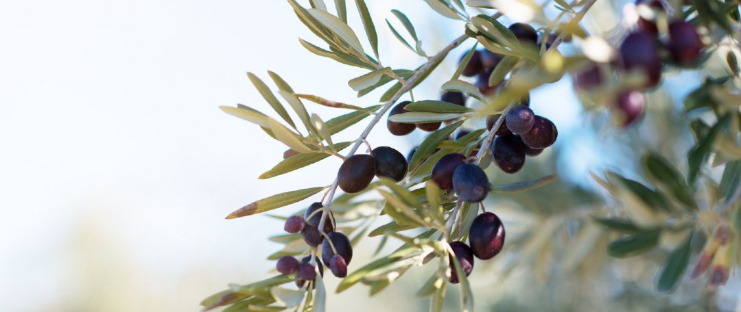 Aceitunas en un olivar. Aceitunas en un olivar.