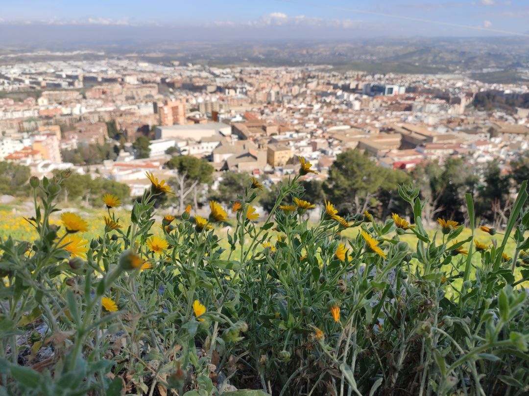 Los pólenes de flores, árboles y plantas campan a sus anchas en estos momentos primaverales por Jaén Los pólenes de flores, árboles y plantas campan a sus anchas en estos momentos primaverales por Jaén