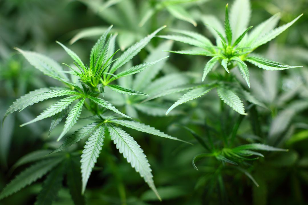 Imagen de archivo de una planta de marihuana. Imagen de archivo de una planta de marihuana.