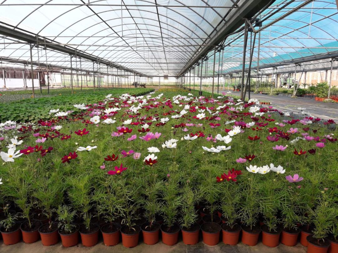Flores cultivadas en el vivero de Haza de la Concepción Flores cultivadas en el vivero de Haza de la Concepción