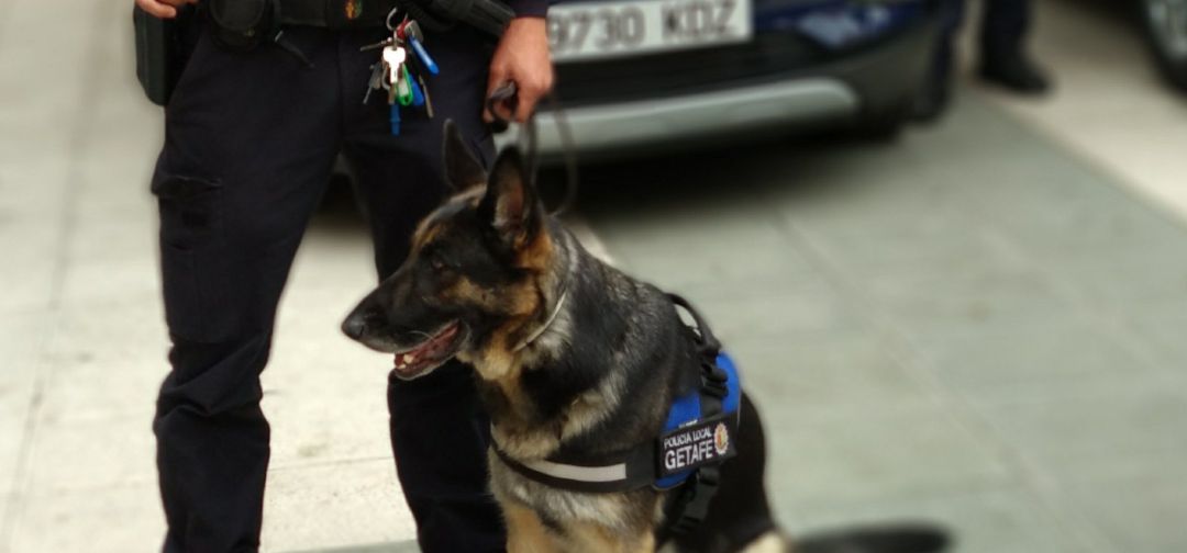 Imagen de una unidad canina de la Policía local de Getafe Imagen de una unidad canina de la Policía local de Getafe
