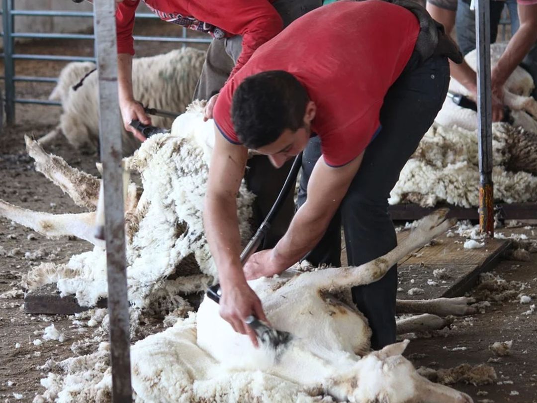 Un esquilador realizando su trabajo Un esquilador realizando su trabajo