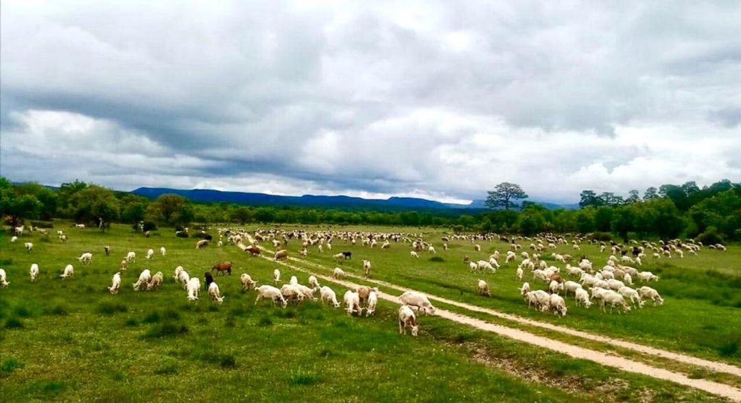 Ganado de ovejas en Zarzuela, mayo de 2020 Ganado de ovejas en Zarzuela, mayo de 2020