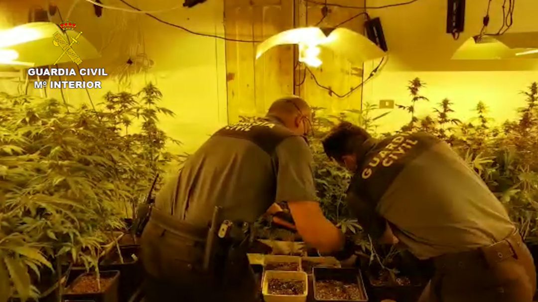 Agentes de la Guardia Civil en la plantación de marihuana localizada en San Mateo, Gran Canaria Agentes de la Guardia Civil en la plantación de marihuana localizada en San Mateo, Gran Canaria