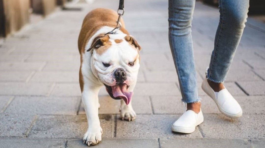 'Latido Animal' alerta a los dueños de perros tras cinco muertes sospechosas