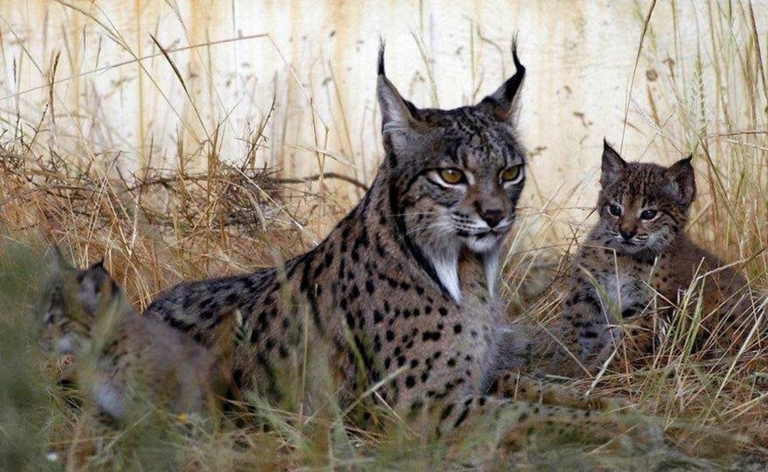 Linces Linces