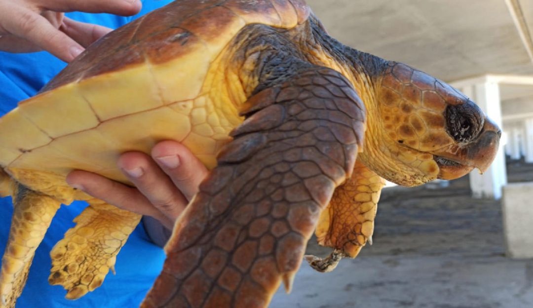 Tortuga rescatada en aguas cercanas a la isla. Tortuga rescatada en aguas cercanas a la isla.