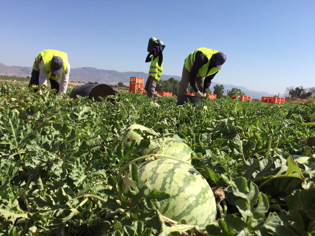 El campo de Murcia pide a Trabajo que rectifique sus instrucciones para detectar casos de "esclavitud" El campo de Murcia pide a Trabajo que rectifique sus instrucciones para detectar casos de "esclavitud"