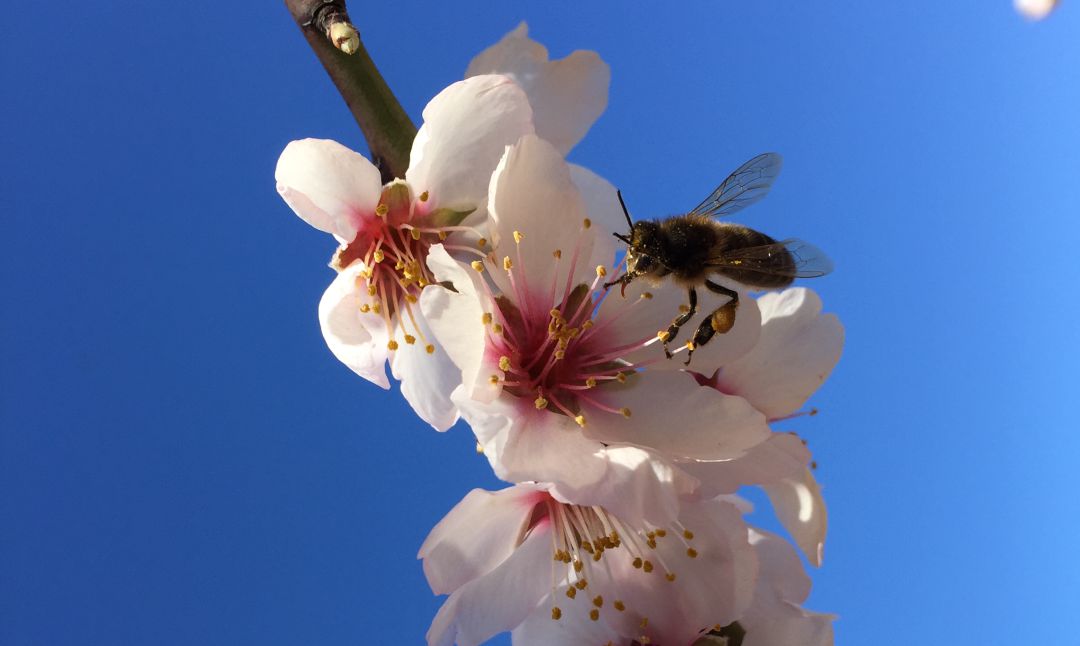 Una abeja busca el néctar en las flores de los almendros. Una abeja busca el néctar en las flores de los almendros.